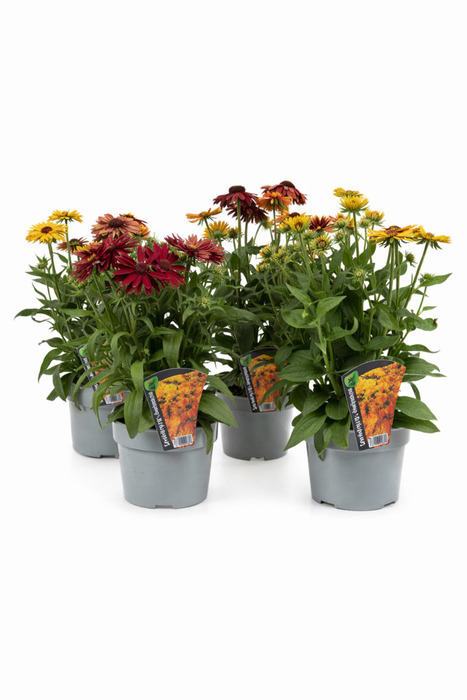 Rudbeckia Hirta Mix Ø17 cm